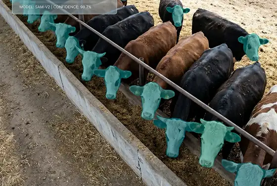 AI segmentation mask counting cattle heads gathered at a feed trough