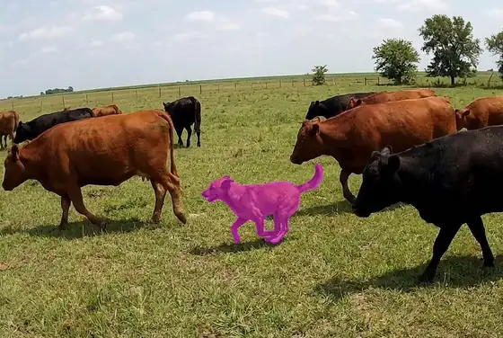 AI segmentation flagging a stray dog running between cattle in an open pasture