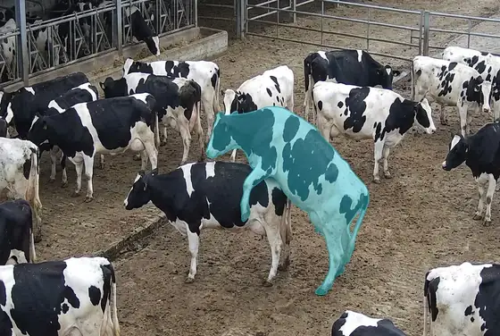 AI segmentation flagging a mounting cow in heat among a dairy herd