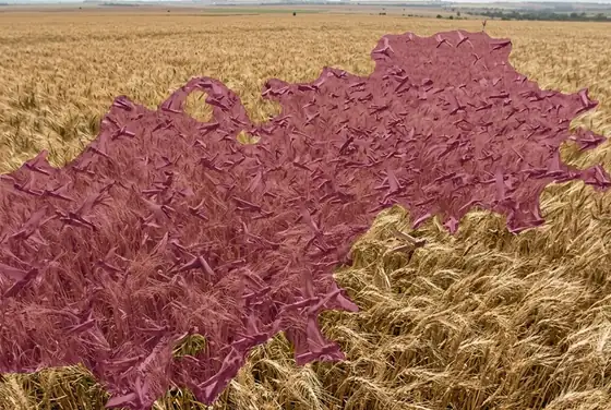 AI segmentation outlining a dense locust swarm flying low over a wheat field