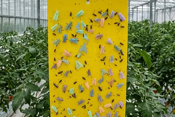 AI segmentation counting insects on a yellow sticky pheromone trap in a greenhouse