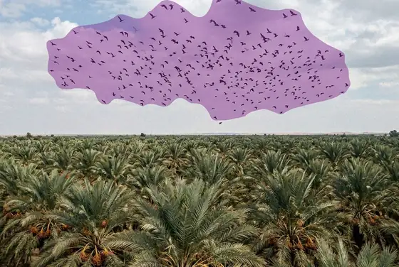 AI segmentation outlining a flock of birds flying over a ripening date-palm grove