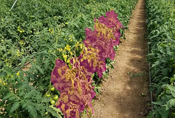 AI segmentation flagging a yellowed patch of crop disease spreading along a tomato row
