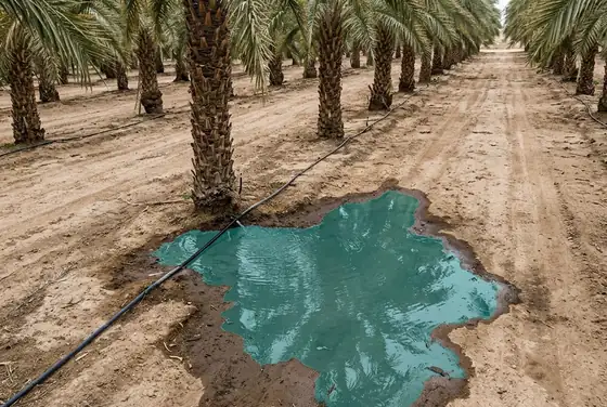 AI segmentation flagging a standing water pool from a leaking irrigation line in a date-palm row