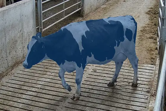 AI segmentation flagging a lame cow bearing weight unevenly on its hooves