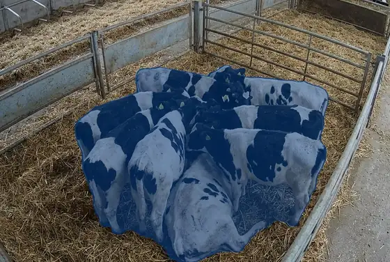 AI segmentation flagging huddling calves in a cold pen showing heat-stress posture