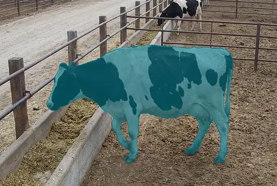 AI segmentation outlining a thin cow for body-condition scoring in a feedlot