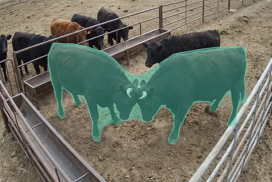 AI segmentation flagging aggressive head-butting between cattle in a pen