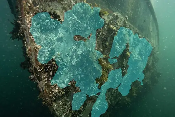 AI segmentation flagging heavy marine growth fouling on a hull below the waterline