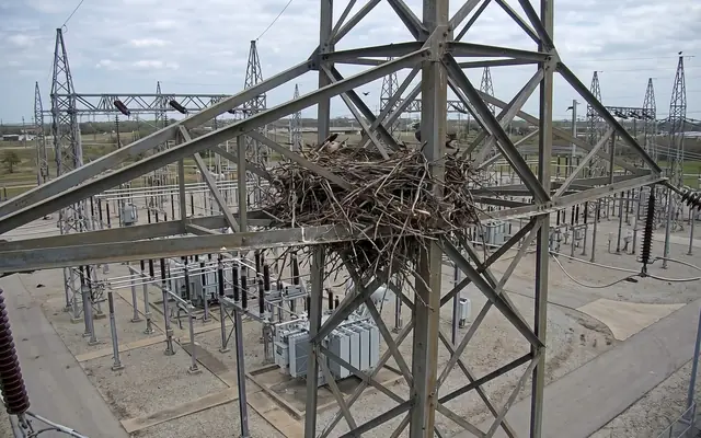 A large bird nest built on a transmission tower cross-arm between insulator strings